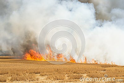 Flames Burning wheat stubble field Stock Photo