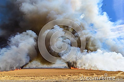 Flames Burning wheat stubble field Stock Photo