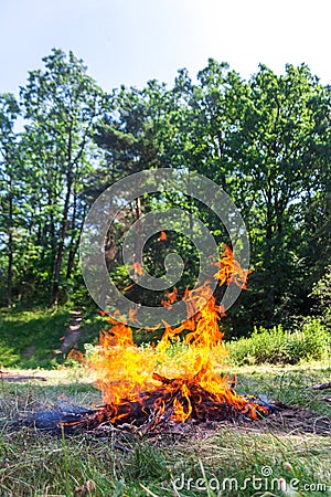 Flames of campfire near the forest in the day Stock Photo