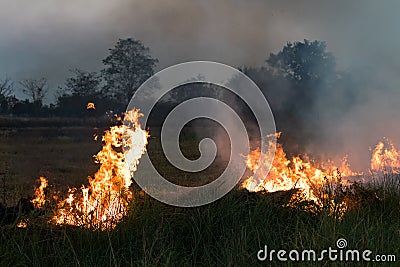 Flames on a grass mound. Stock Photo