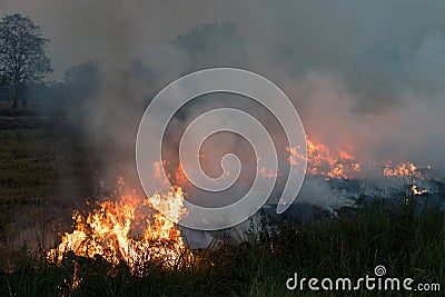 Flames on a grass mound. Stock Photo