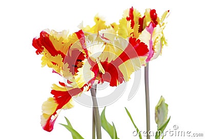 Flaming Parrot Tulip Flowers. Stock Photo