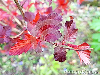 Branch with red leaves. Beautiful leaf colours. Stock Photo