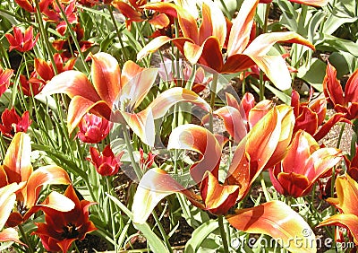 Flaming Tulips Stock Photo