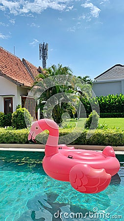 Flaminggo Stock Photo