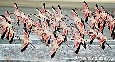 Flamingo Stock Photo