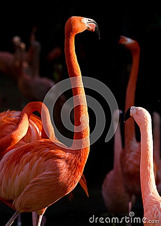 Flamingo Stock Photo