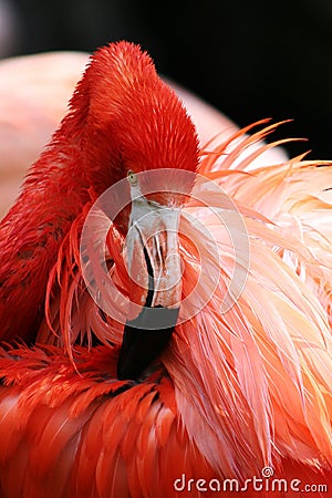 Flamingo Stock Photo