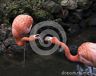 Flamingo bird stock photos. Flamingo birds close-up profile view kissing interacting with bokeh background Stock Photo