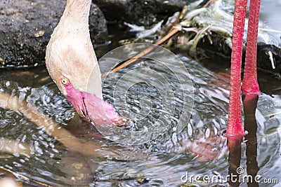 Flamingo Bird Drinking Water. Stock Photo