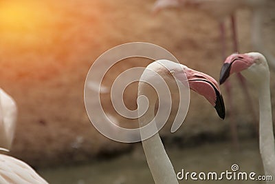 Flamingo bird Focus only on header Stock Photo