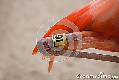 Flamingo Bird Leg Tagging Program Closeup Stock Photo