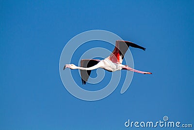 flamingo bird that lives on the beaches and marshes of europe po delta regional park Stock Photo