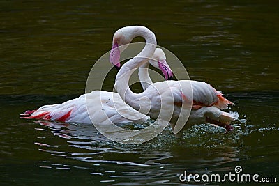 Flamingo birds Stock Photo