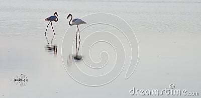 Flamingo birds Stock Photo