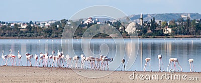 Flamingo Birds at the salt lake, Larnaka, Cyprus Stock Photo