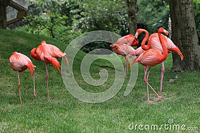 Flamingo Stock Photo