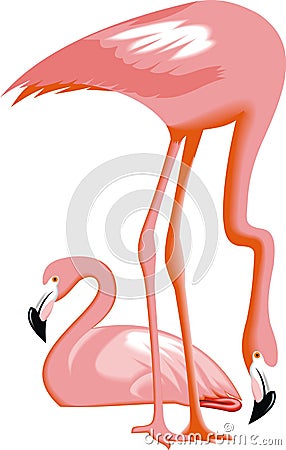 Flamingo birds Vector Illustration