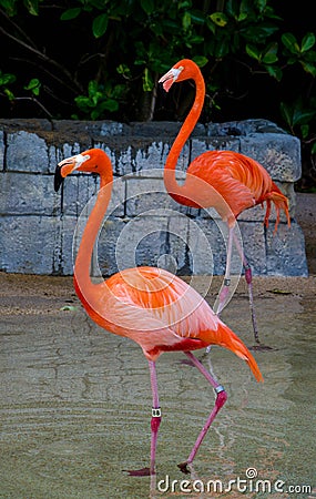 Flamingo birds (Phoenicopterus) Stock Photo