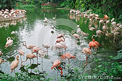 Flamingo birds in the pond Stock Photo