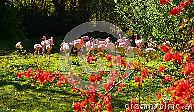 Flamingo birds spring nature Stock Photo