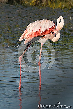 Flamingo brushing up Stock Photo