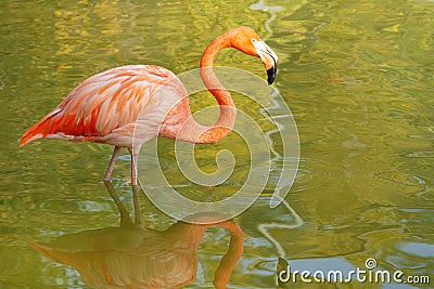 Flamingo Stock Photo