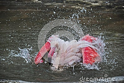 Flamingo Stock Photo