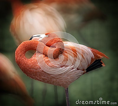 Flamingo Stock Photo