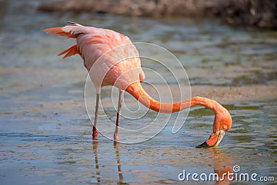Flamingo feeding in a small lagoon in Galapagos Stock Photo
