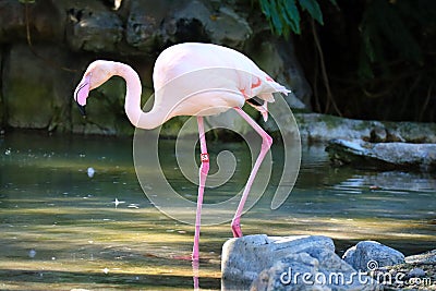 Flamingo (Flamingoes) is a type of wading bird in the family Phoenicopteridae Stock Photo