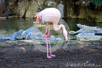 Flamingo (Flamingoes) is a type of wading bird in the family Phoenicopteridae Stock Photo