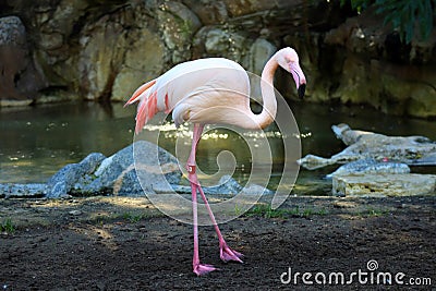 Flamingo (Flamingoes) is a type of wading bird in the family Phoenicopteridae Stock Photo