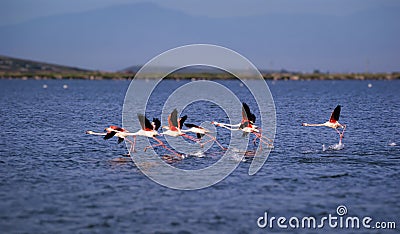 Flamingo flock is running Stock Photo