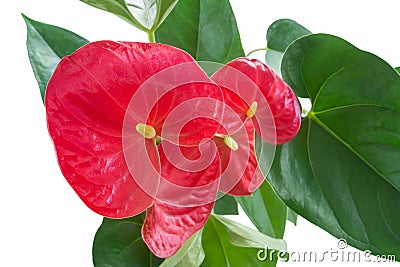 Flamingo flower above closeup Stock Photo