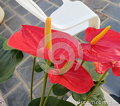 Flamingo flower - Andraeanum flower is a beautiful plant to give away or to decorated the home Stock Photo