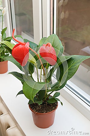 Flamingo Flower or Boy Flower. Stock Photo