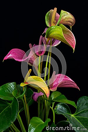 Flamingo flowers Stock Photo