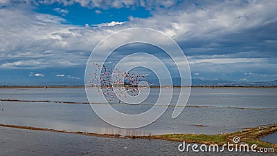 Flamingo group flying over flooded rice fields Stock Photo
