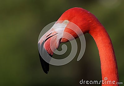 Flamingo Head Stock Photo