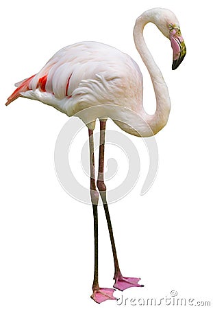 Flamingo Stock Photo