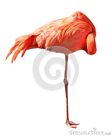 Sleeping pink flamingo isolated on white background Stock Photo