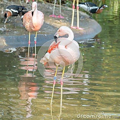 Flamingo at Jersey Wildlife trust Stock Photo