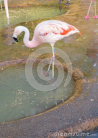 Flamingo at Jersey Wildlife trust Stock Photo