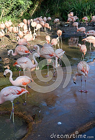 Flamingo at Jersey Wildlife trust Stock Photo