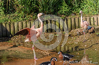 Flamingo at Jersey Wildlife trust Stock Photo