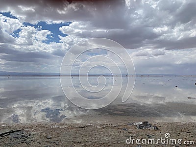 Salty lagoon flamingo Stock Photo