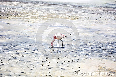 Flamingo at Laguna Hedionda in Bolivia Stock Photo