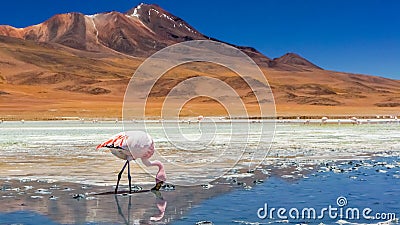 Flamingo in a lake Stock Photo