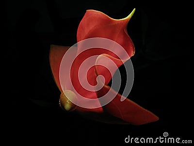 Flamingo Lily (Anthurium andraeanum) Stock Photo